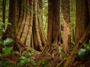 Big trees of Vancouver Island