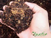 Chuyên Cung Cấp Cây Giống Nhập Khẩu