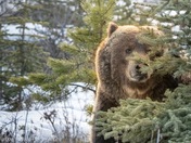 Peek a Boo Grizzly 