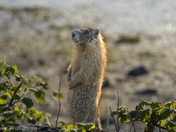 Golden Hour Sentinel