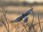 Backlit male Northern Harrier