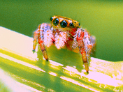the little Jumping Spider