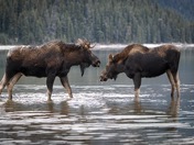 Love in the Lake 