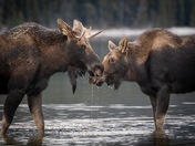 Moose Moments 