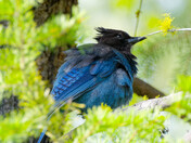 Stellar Jay Fledgling