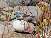 Yellow Rumped Warbler