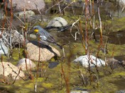 Yellow rumped warbler in stream