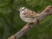 White-throated Sparrow