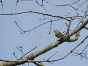 blue headed vireo