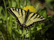 A Delicate Swallowtail