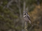 A Distant Perch