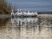A Flock of Pelicans