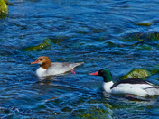 Merganser Pair