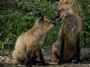 A Mother's Love