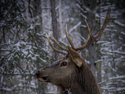 Alot of Bull Elk 