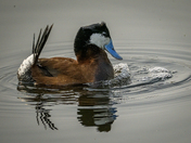 Attracting a Mate 