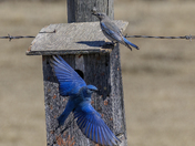 Building our Nest 