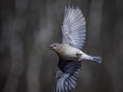 Female Mountain Bluebird Aflight 