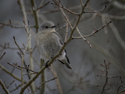 Female Mountain Bluebird 
