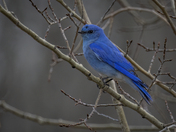 Male Mountain Bluebird 