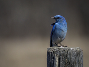 Mountain Bluebird 