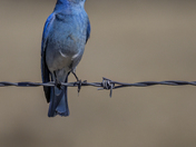 Mr. Bluebird 