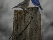 Mr. and Mrs. Bluebird 
