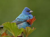 Male Indigo Bunting