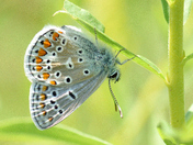 Common Blue Butterfly,  Polyommatus Icarus