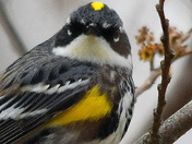 Yellow-rumped warbler