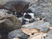 Splish Splash I was taking a bath