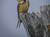 Barn Swallow 