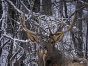 Bull Elk 