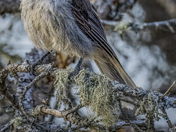 Canada Jay 