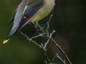 Cedar Waxwing 