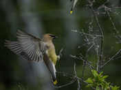 Coming in for a Landing 