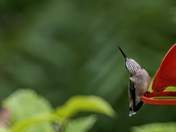 Hello Down There!