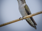 Female Ruby Throated Hummingbird 