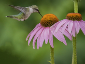 In Search of Nectar 