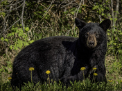 Enjoying Dandelions 