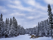 Winter in the North 