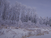 Winter in Waskesiu 