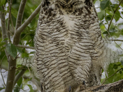 Male Great Horned Owl 