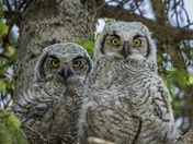 Great Horned Owlets 