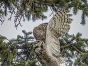 The Take Off 