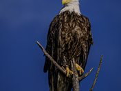 Majestic 