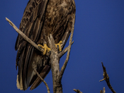 The Sentinel 