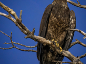Juvenile Bald Eagle 