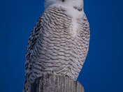 Female Snowy 