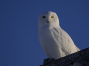 Male Snowy Owl 
